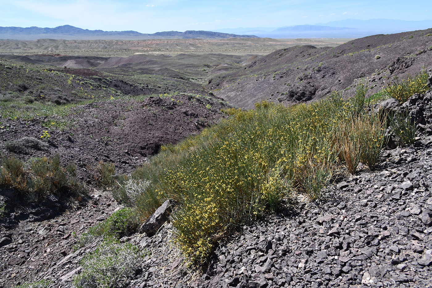 Image of Ephedra intermedia specimen.