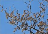 Ulmus laevis