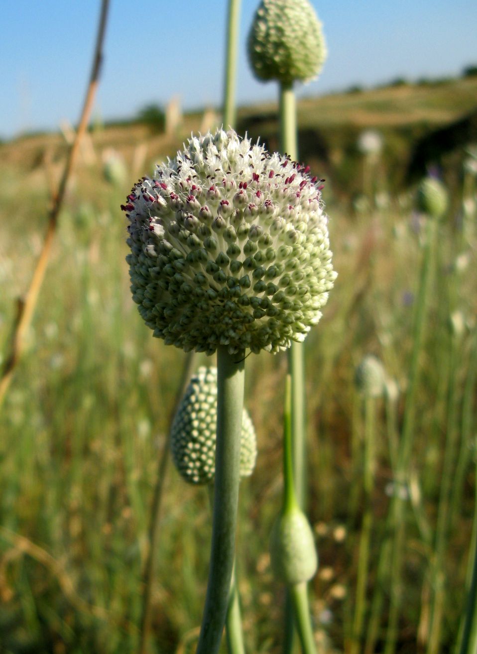 Image of Allium guttatum specimen.