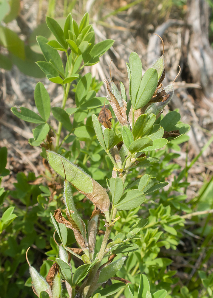 Image of Chamaecytisus colchicus specimen.