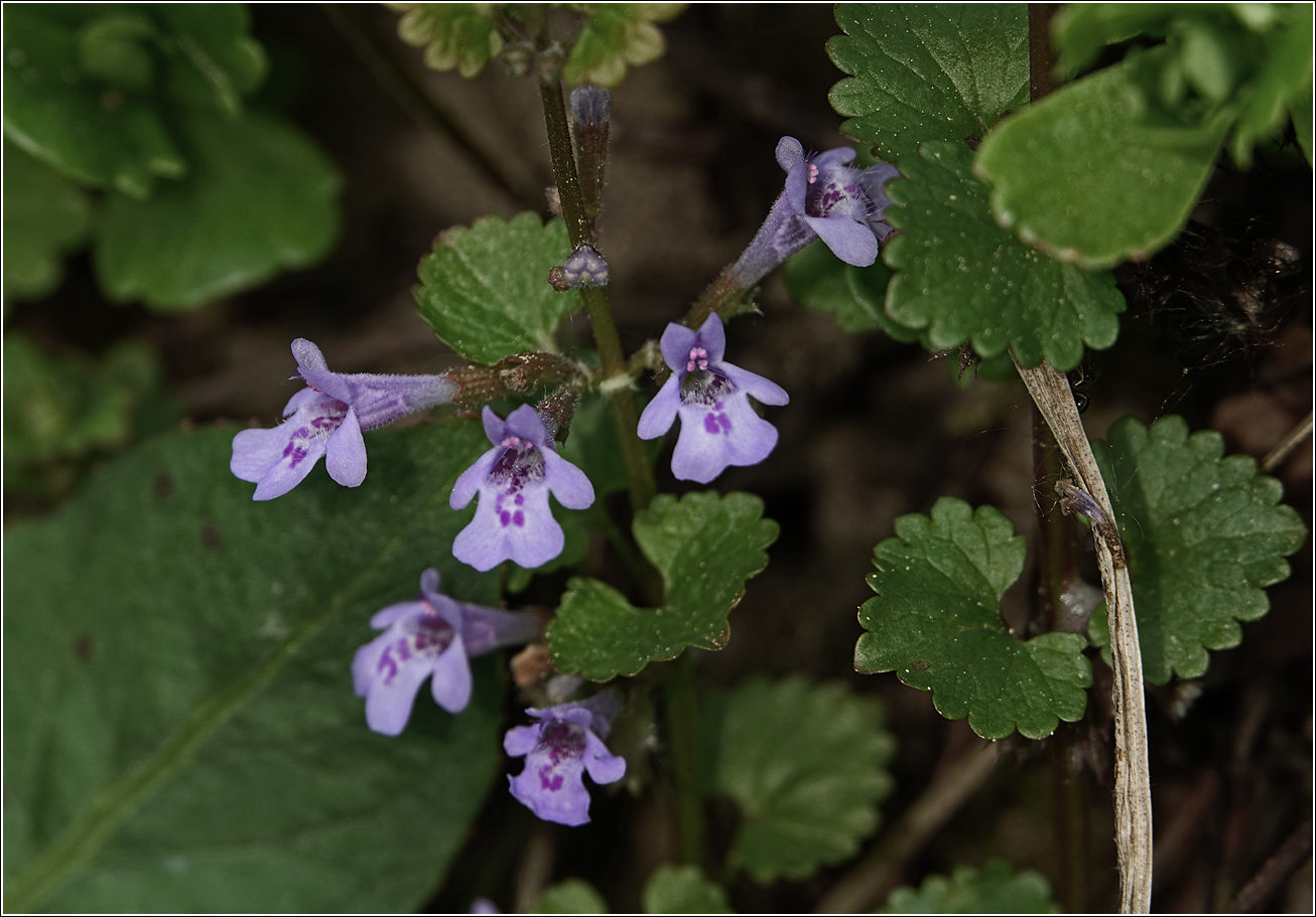 Image of Glechoma hederacea specimen.