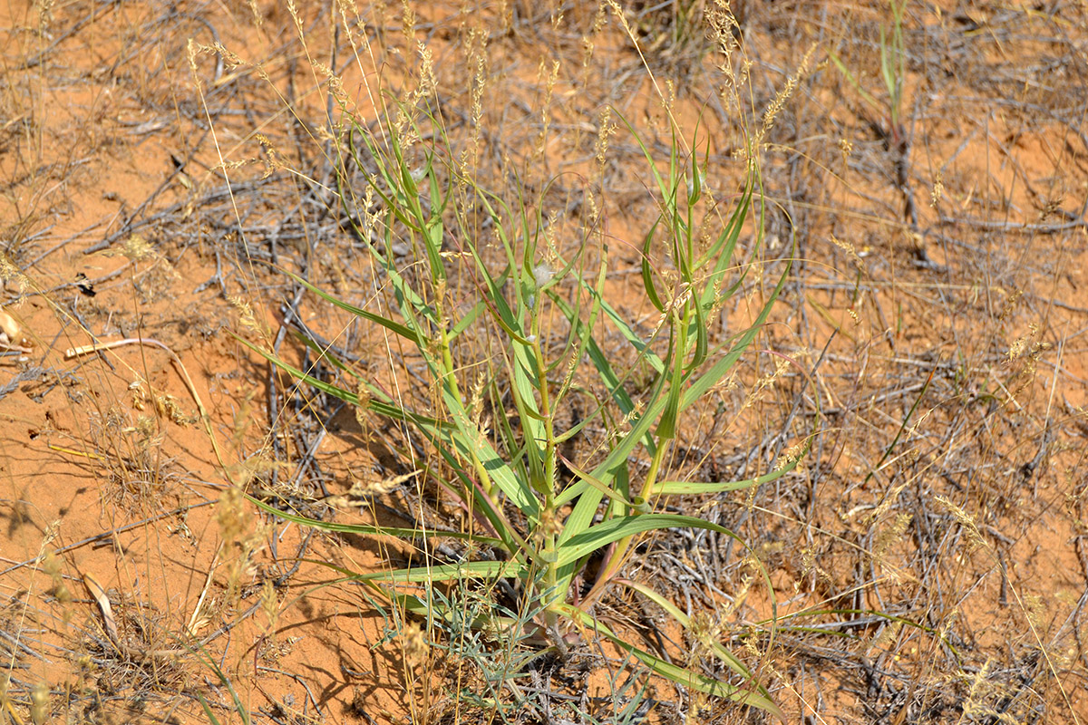 Image of Unknown species specimen.