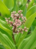 Smilacina racemosa