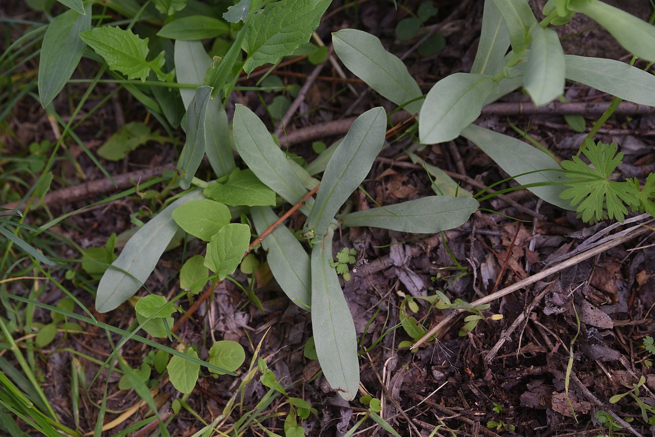 Image of genus Cerinthe specimen.