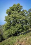 Tilia begoniifolia