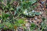 Peganum harmala