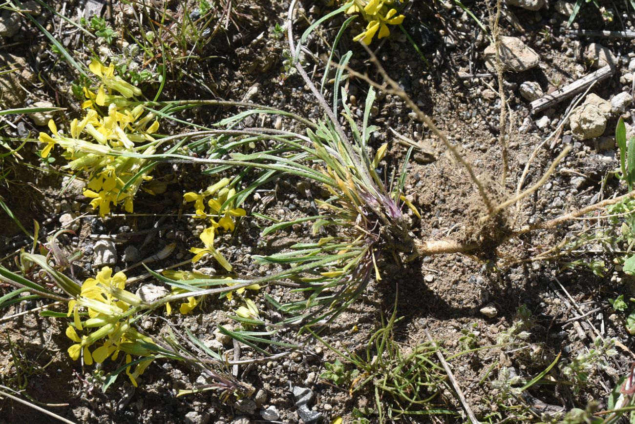 Изображение особи род Erysimum.