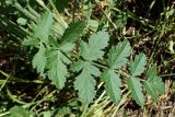 Pimpinella saxifraga