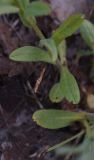 genus Myosotis