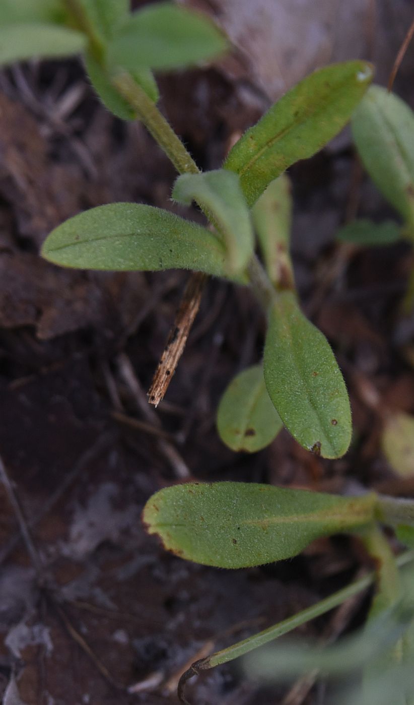 Image of genus Myosotis specimen.