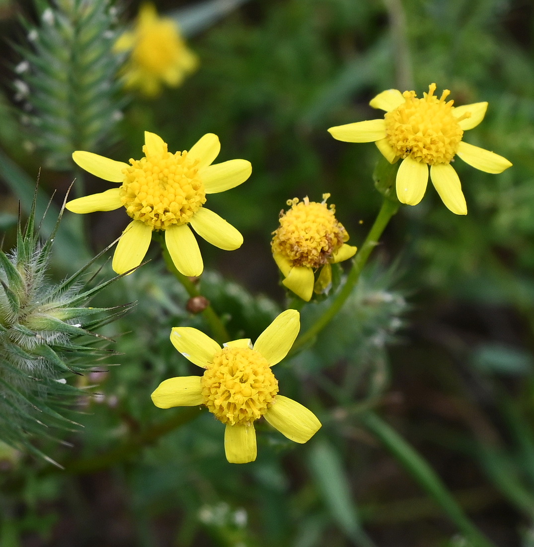 Image of familia Asteraceae specimen.