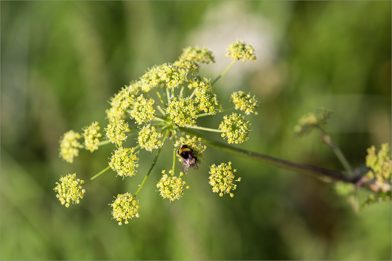Изображение особи Heracleum sibiricum.