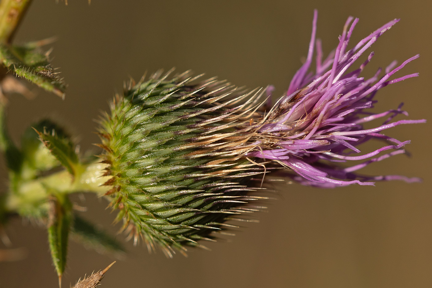 Изображение особи Cirsium serrulatum.