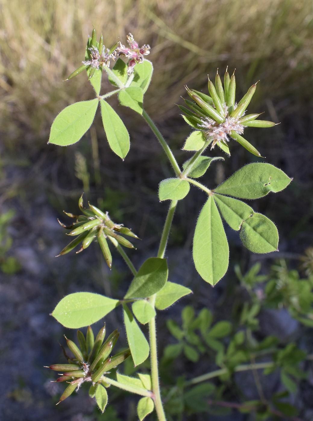 Изображение особи Dorycnium rectum.