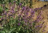 Salvia officinalis. Цветущее растение. Белгородская обл., пос. Ракитное, ул. Сосновая, 2, в культуре. 17 июня 2023 г.