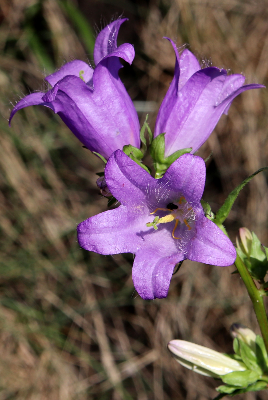 Image of Campanula latifolia specimen.