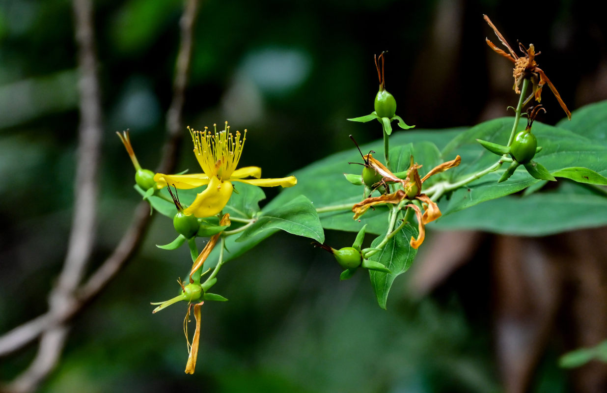 Изображение особи Hypericum grandifolium.