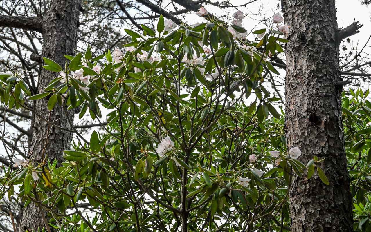Изображение особи Rhododendron anwheiense.