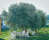 Acca sellowiana. Цветущее дерево. Абхазия, Гагрский р-н, с. Лдзаа, частный сад. 07.06.2025.