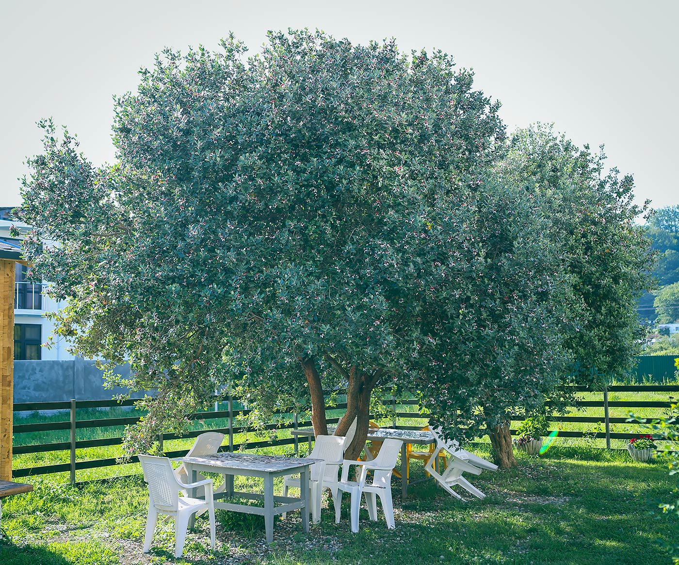 Image of Acca sellowiana specimen.