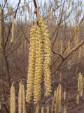 Corylus avellana. Веточка с мужскими соцветиями и развивающимися верхушечными почками. Краснодарский край, Крымский р-н, окр. станицы Неберджаевская, ур. Малый Яр, дубово-грабинниковое мелколесье, у лесного ручья. 11.03.2017.