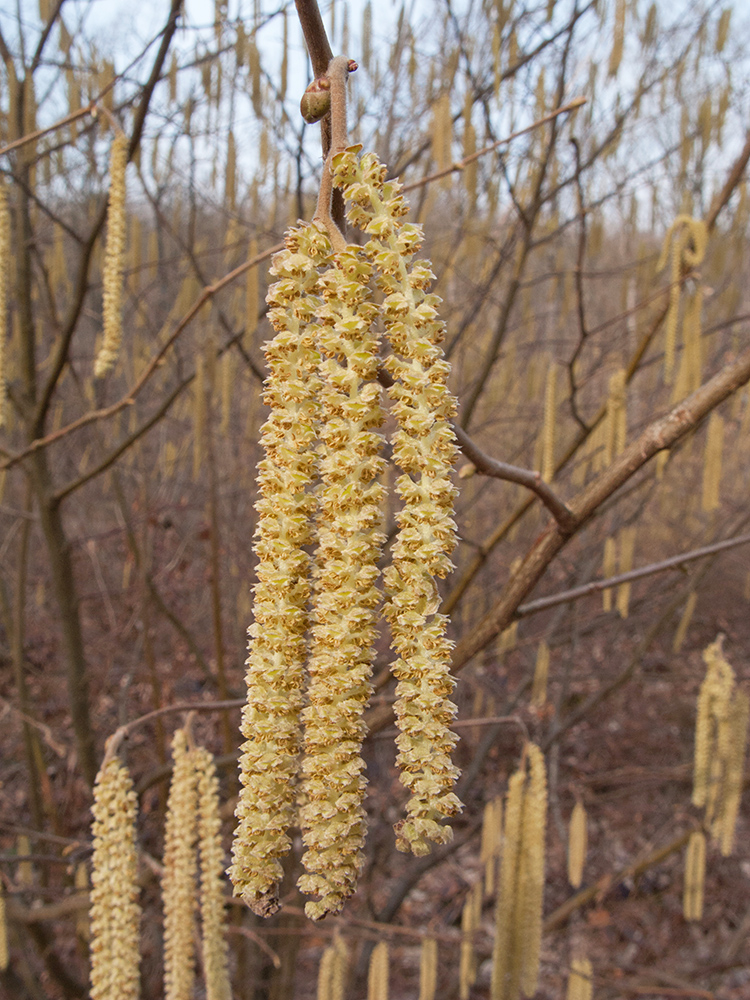 Image of Corylus avellana specimen.