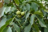Juglans regia. Часть побега с незрелыми плодами. Волгоград, Тракторозаводской р-н, пос. Латошинка. 04.09.2024.