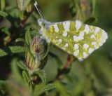 Cistus monspeliensis