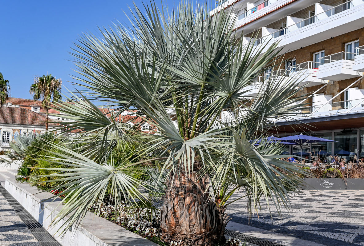 Изображение особи Brahea armata.