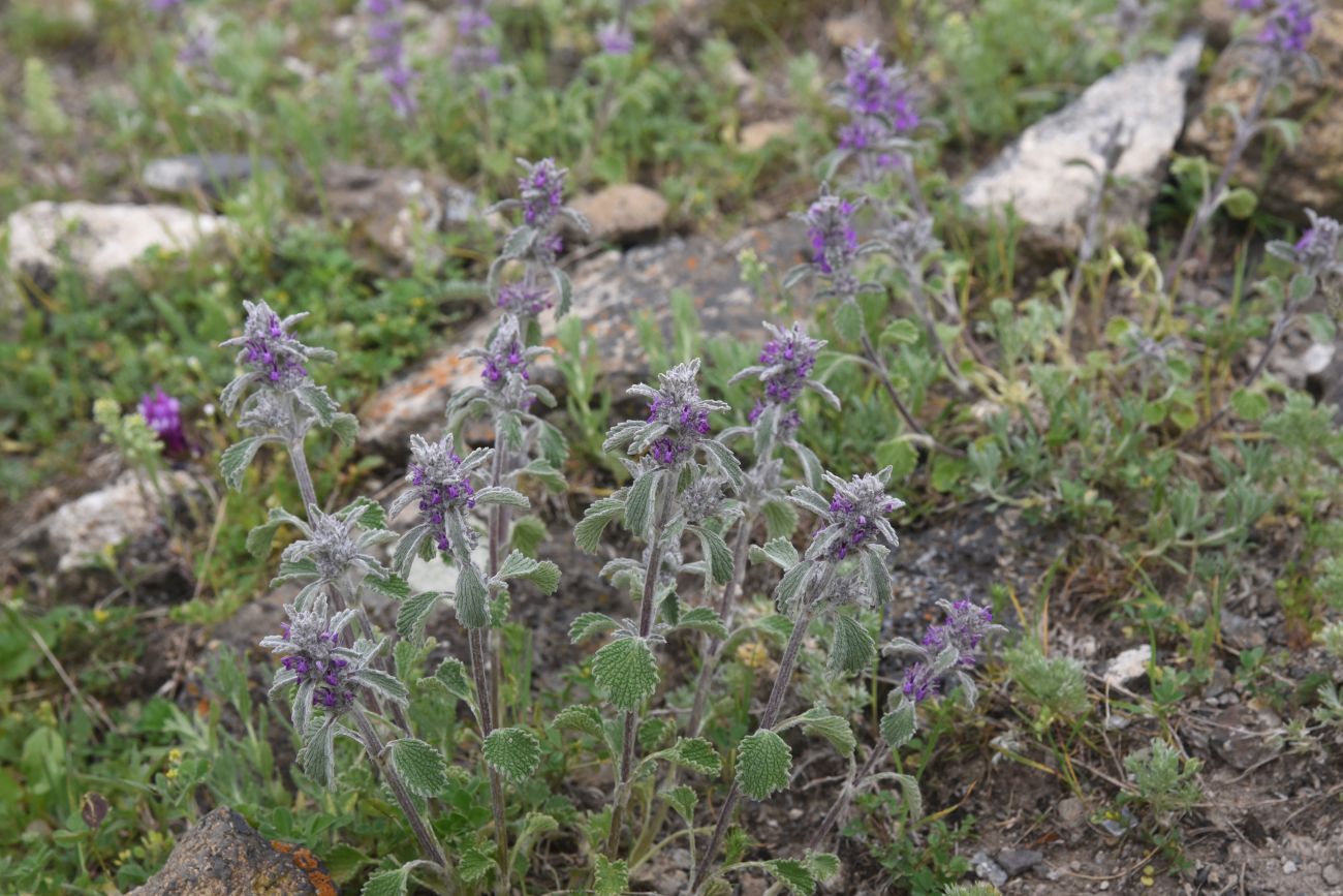 Изображение особи род Marrubium.
