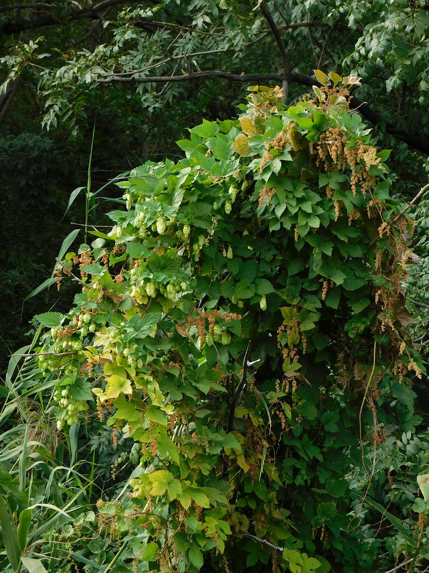 Image of Humulus lupulus specimen.