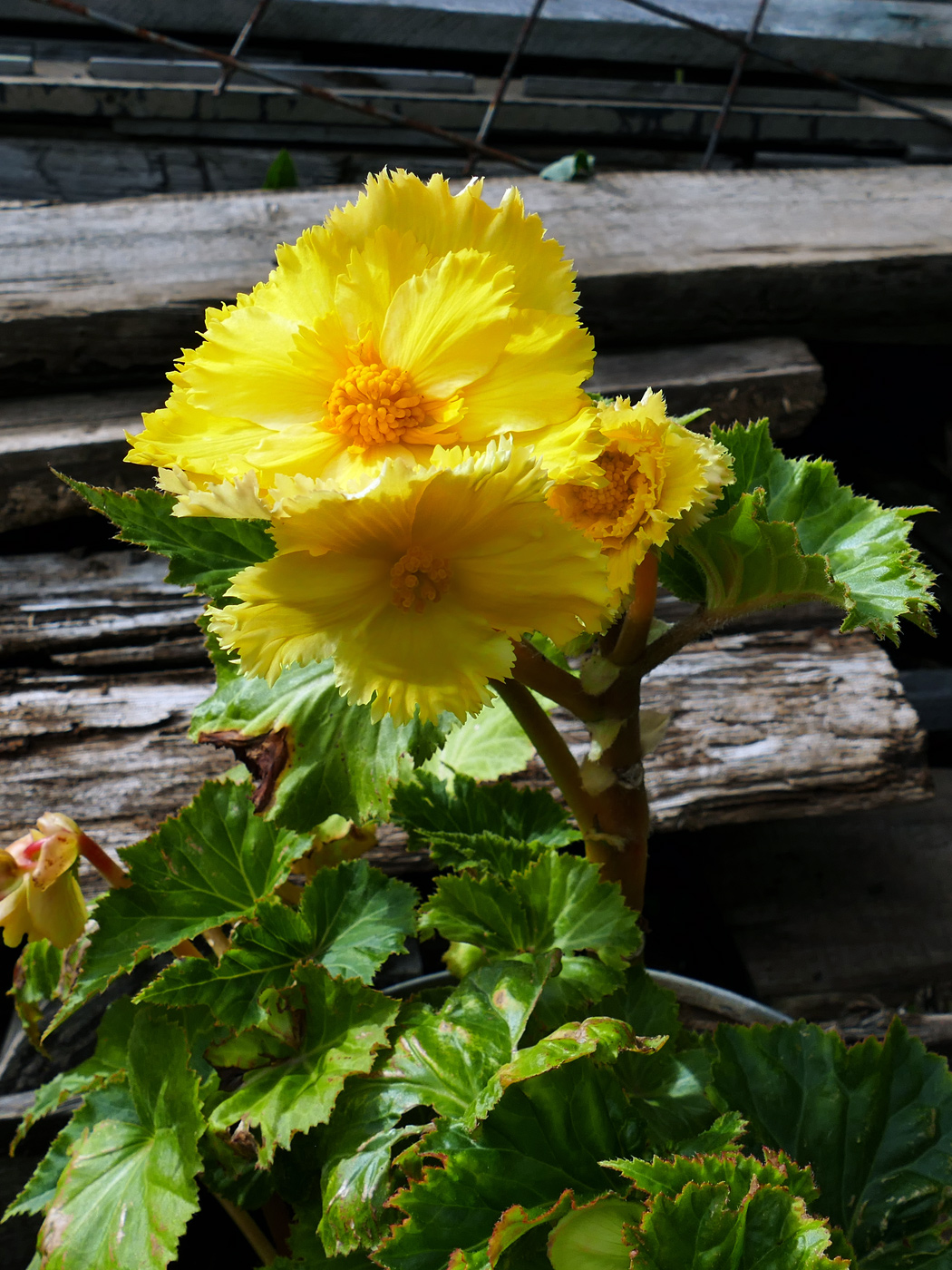 Image of Begonia × tuberhybrida specimen.