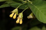 Lonicera involucrata variety ledebourii. Соцветия и часть листа. Томская обл., г. Томск, Сибирский ботанический сад Томского государственного университета, в культуре. 03.06.2025.
