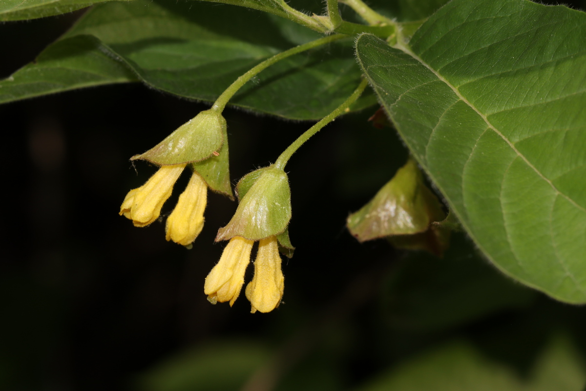 Image of Lonicera involucrata var. ledebourii specimen.