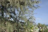 Casuarina equisetifolia