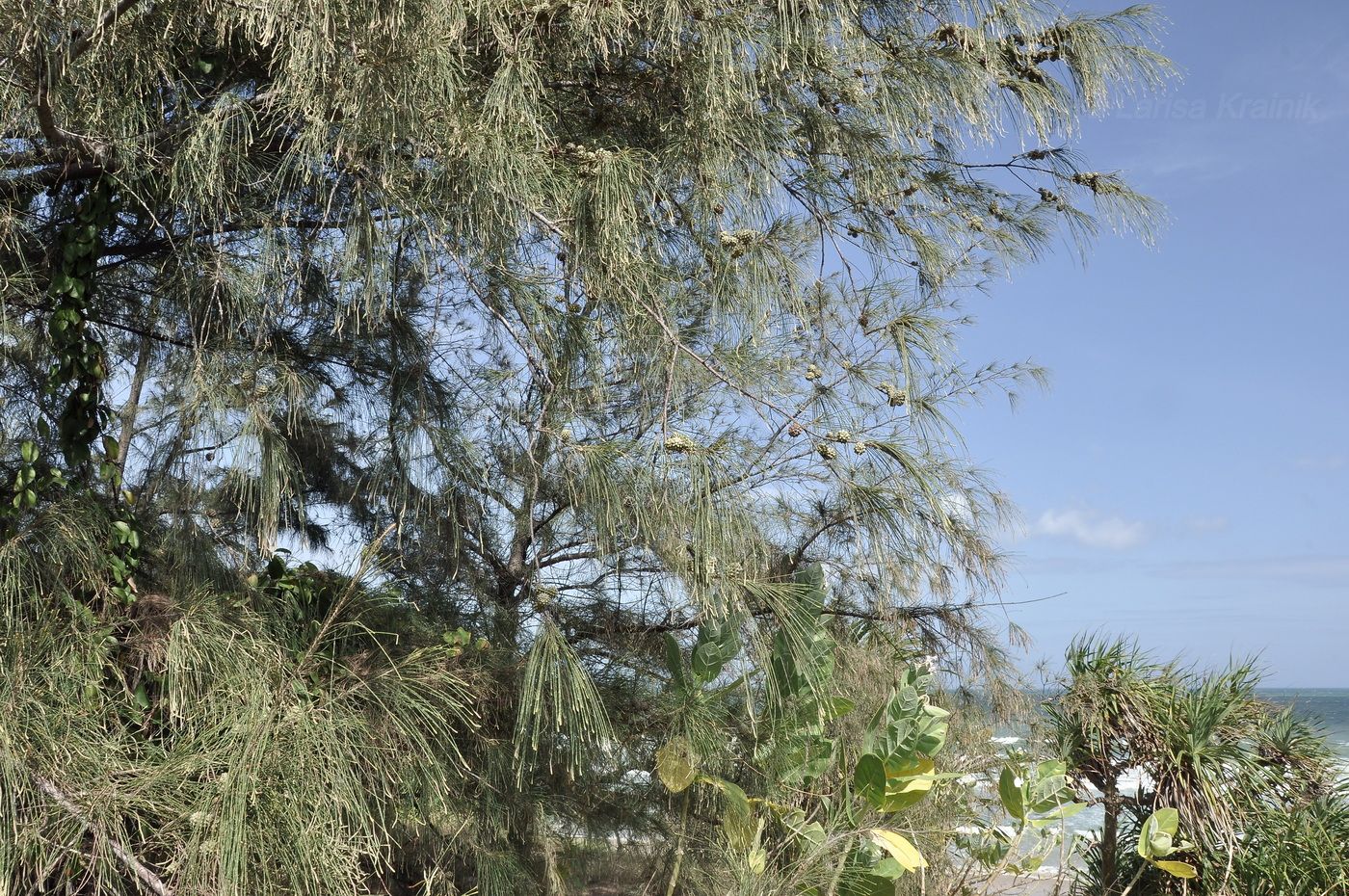 Изображение особи Casuarina equisetifolia.