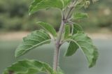 семейство Lamiaceae. Часть побега. Вьетнам, пров. Кханьхоа, г. Нячанг, окр. водохранилища Ам Чуа (Ho Am Chua), насыпь. 23.02.2026.