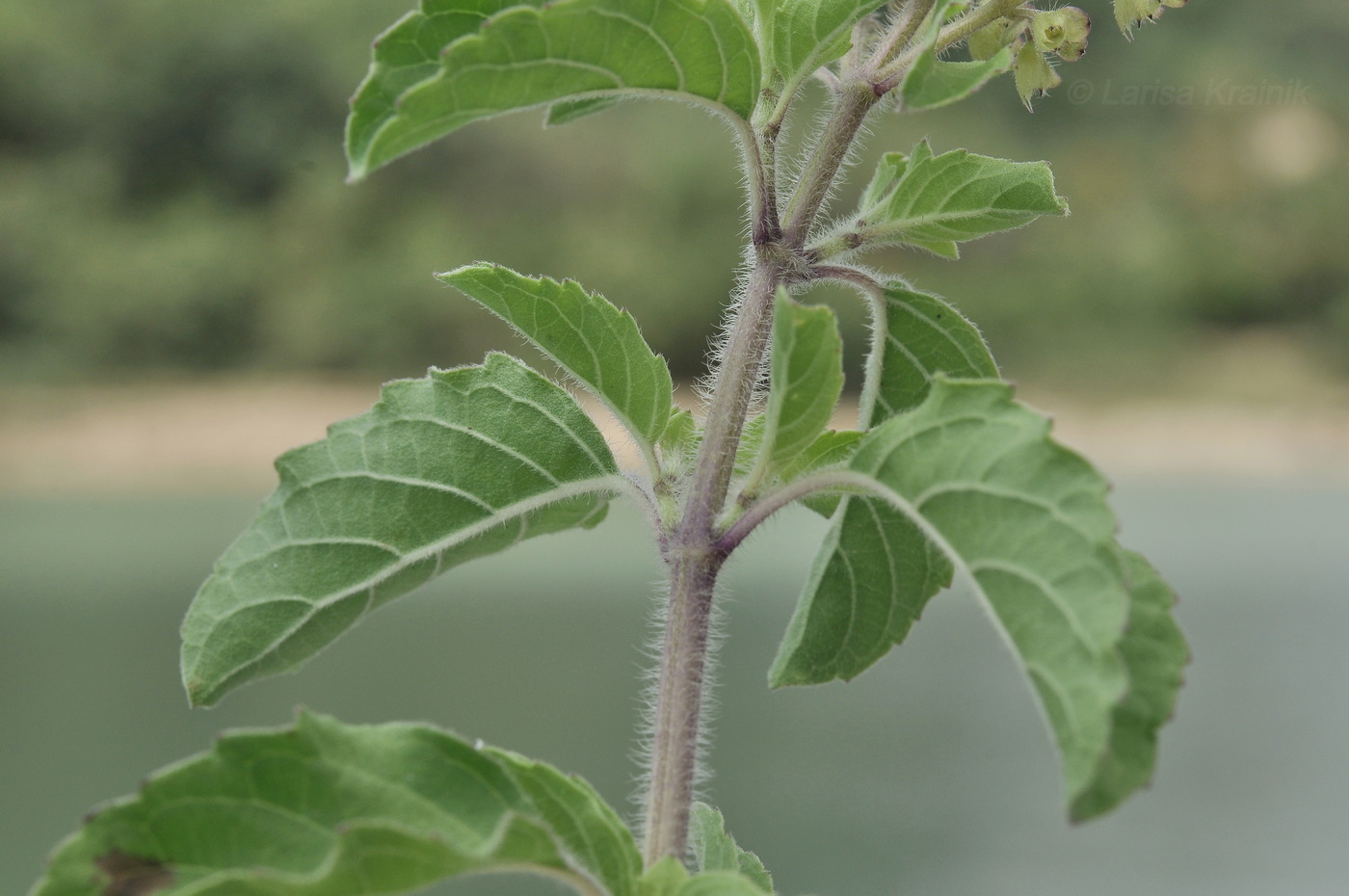 Изображение особи семейство Lamiaceae.