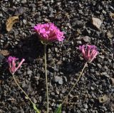 Silene compacta