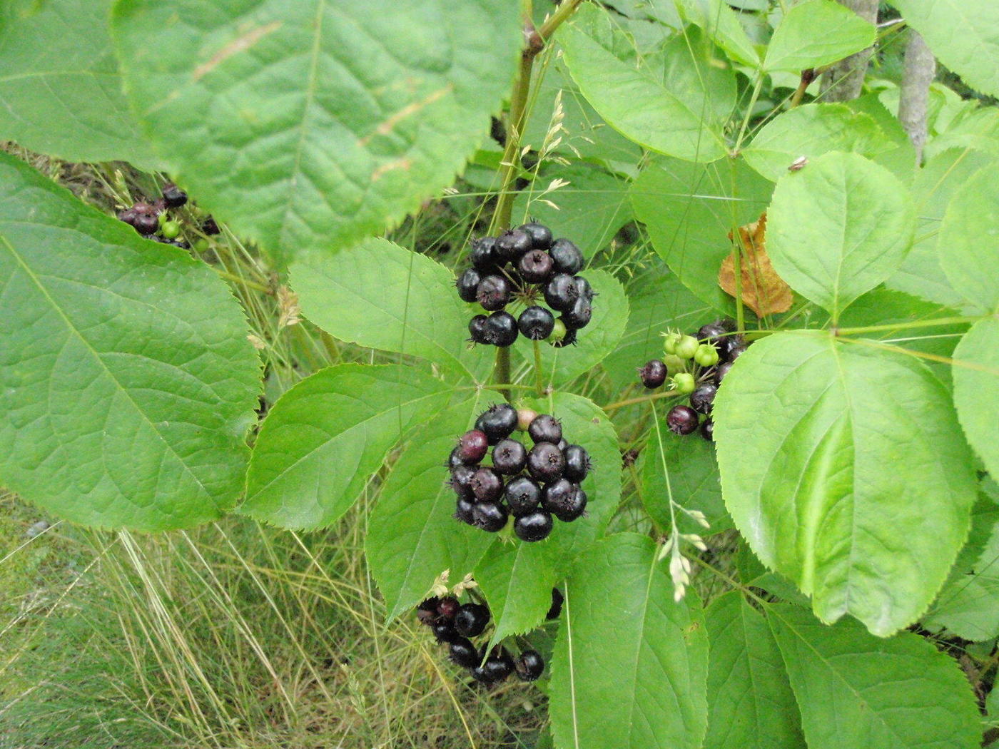 Изображение особи род Aralia.