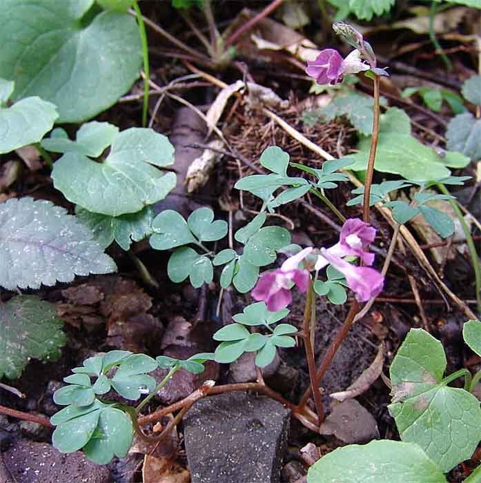 Изображение особи Corydalis caucasica.