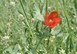View full-size image Papaver hybridum