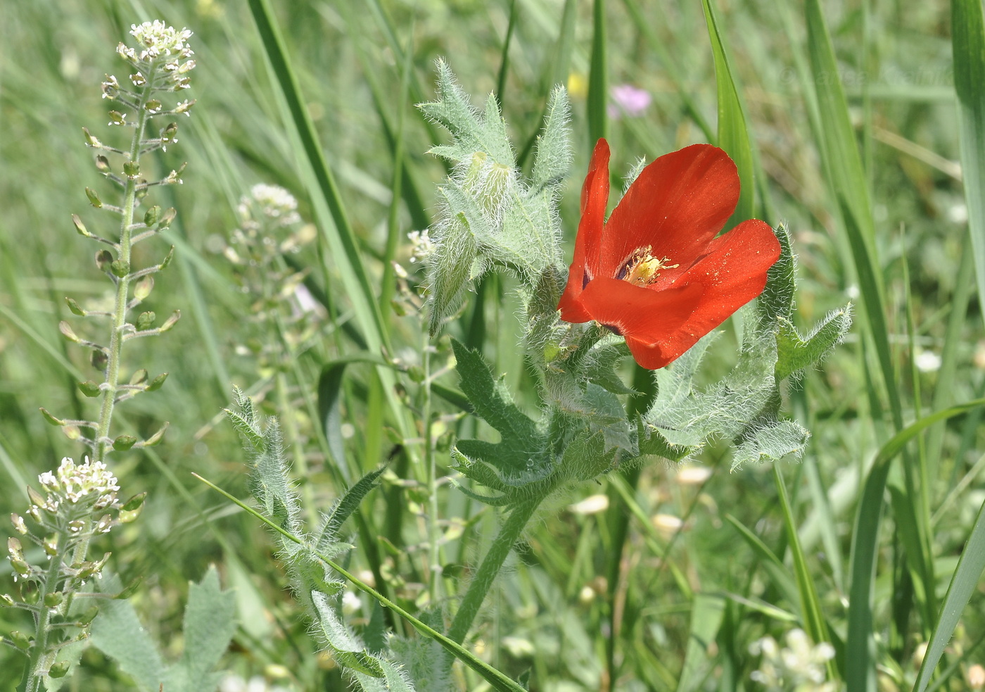 Image of Glaucium corniculatum specimen.