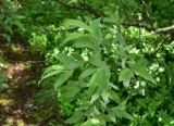 род Salix