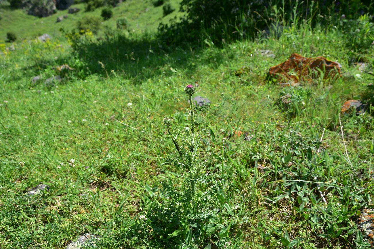 Image of genus Carduus specimen.