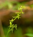 Veratrum anticleoides. Соцветие. Хабаровский край, р-н имени Лазо, верховье р. Ко, выс. ≈ 1175 м н.у.м., в зарослях кедрового стланика на замоховелой каменной россыпи. 01.08.2026.