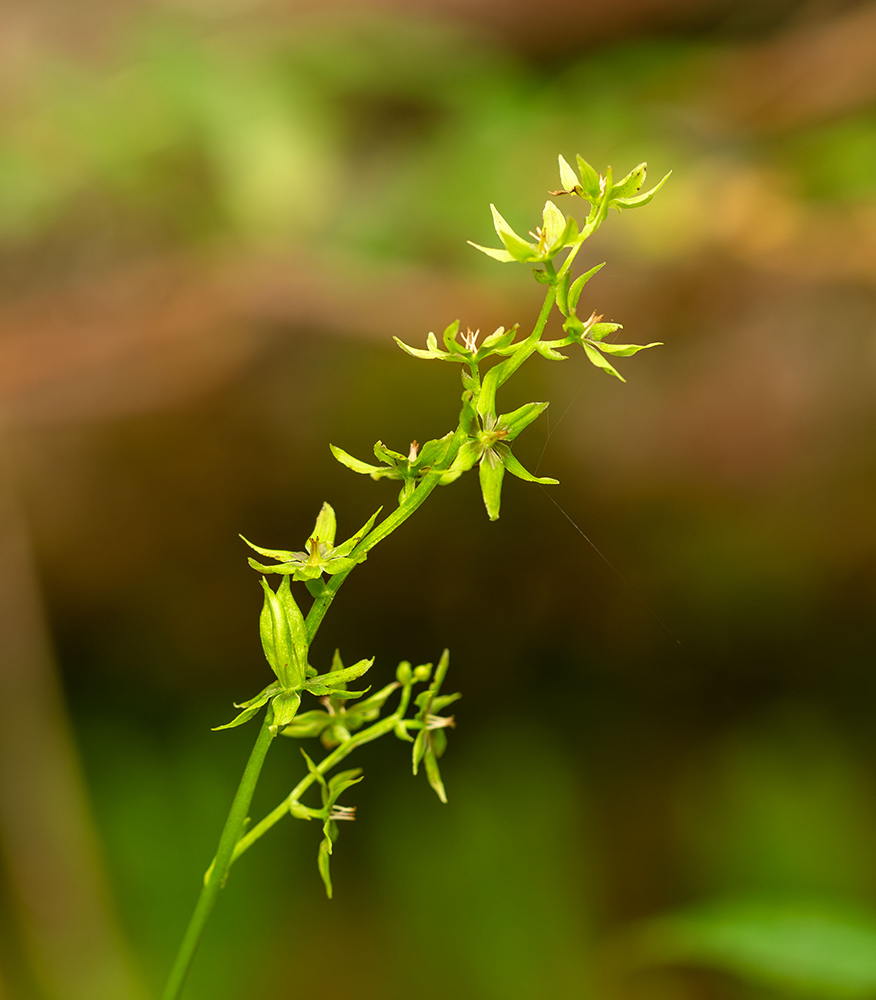 Изображение особи Veratrum anticleoides.