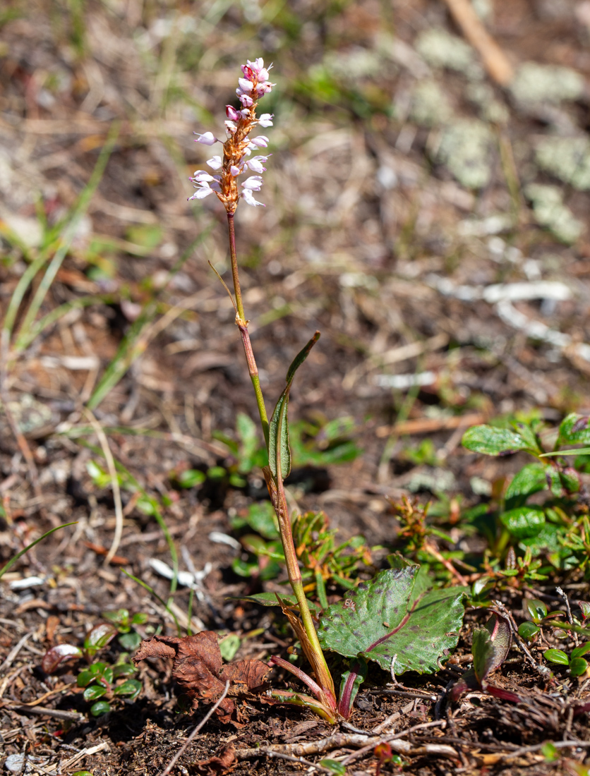 Image of Bistorta elliptica specimen.