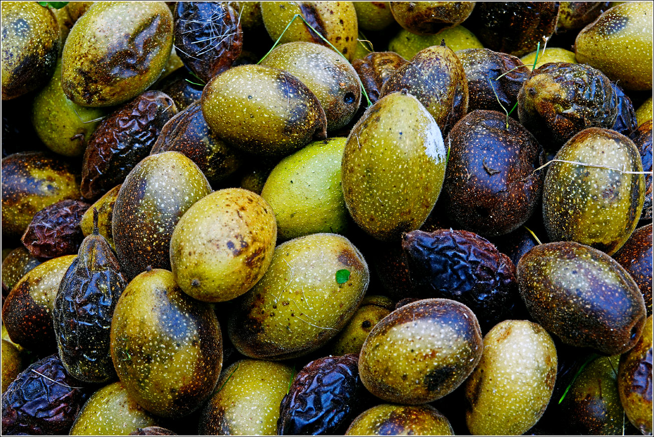 Image of Juglans mandshurica specimen.