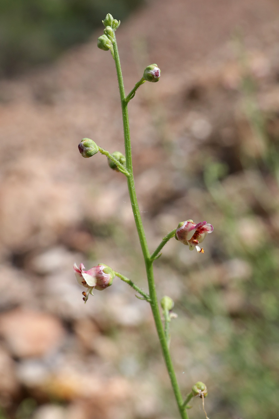 Изображение особи род Scrophularia.